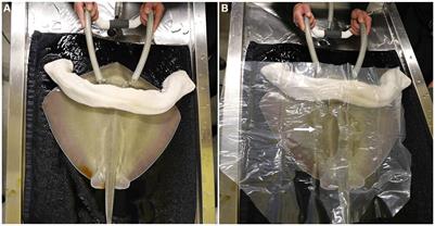 Surgical outcomes and complications associated with ovariectomy in the southern stingray Hypanus americanus